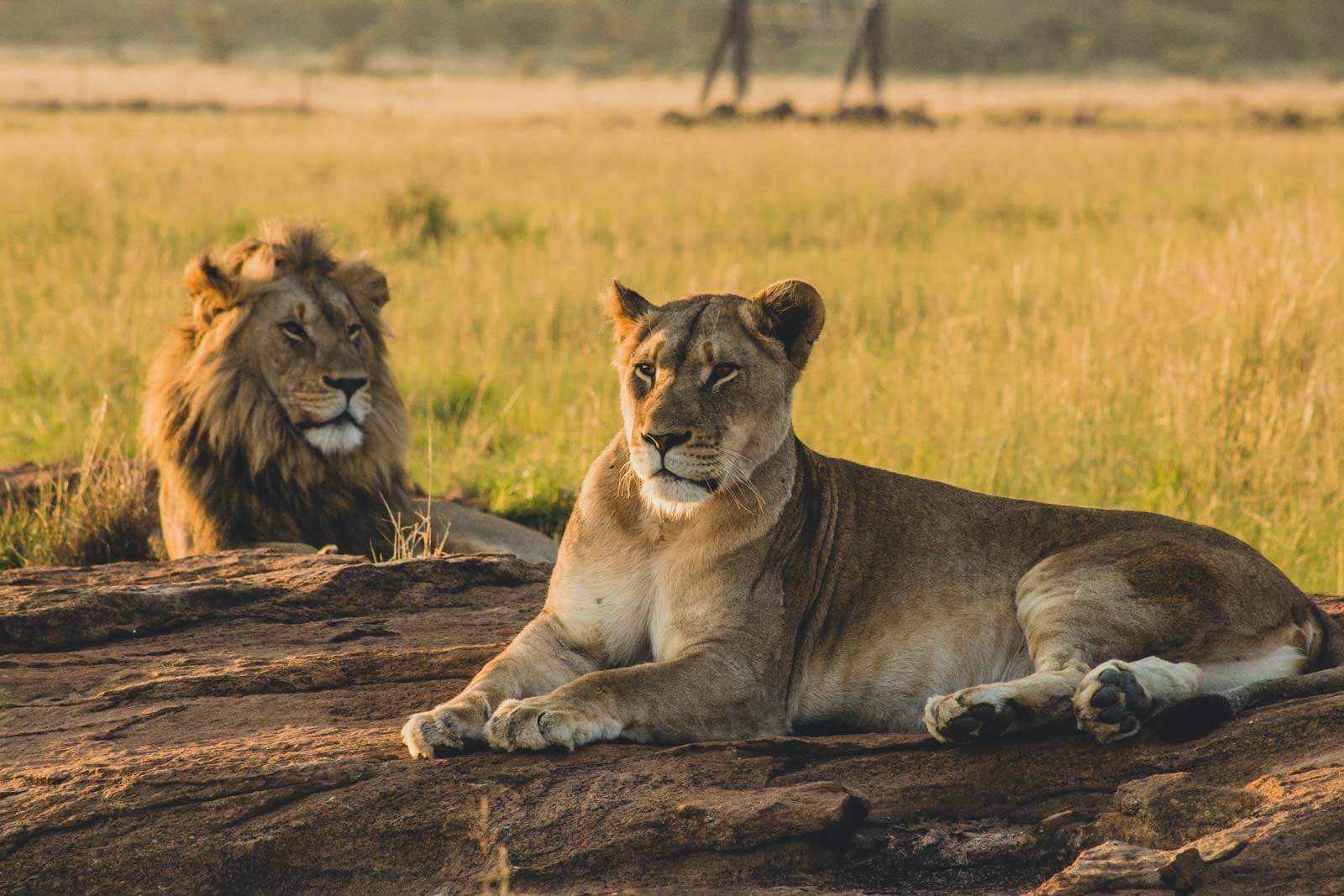 Lions resting on the sand